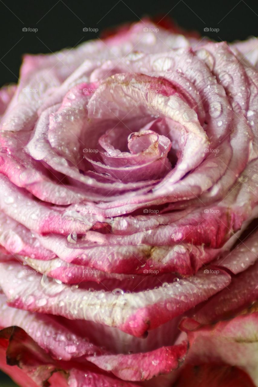 Macro Pink Rose