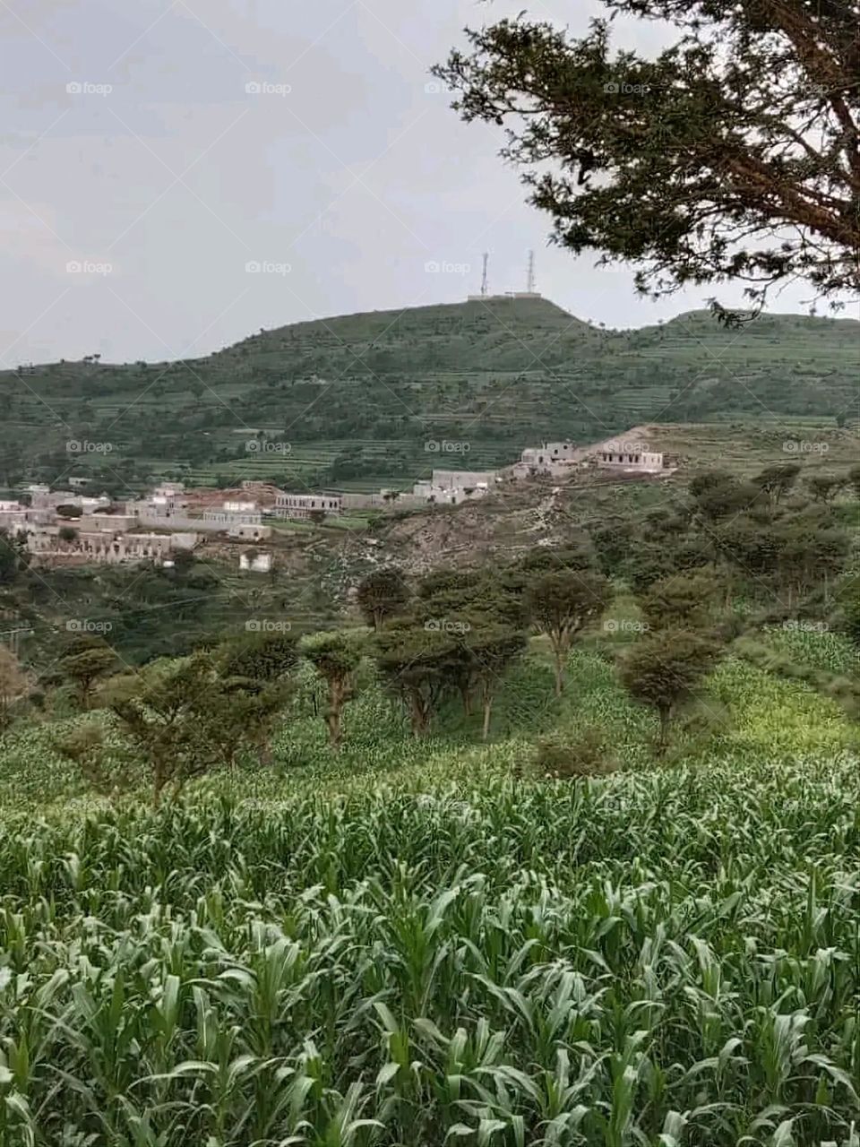 The image embodies a natural natural plate of the mountains of nature, where green agricultural stands are graded on the slopes as if they were lines of a poem, which fog harmoniously wrapped, and clouds hugged them in the mountain knife and the whis