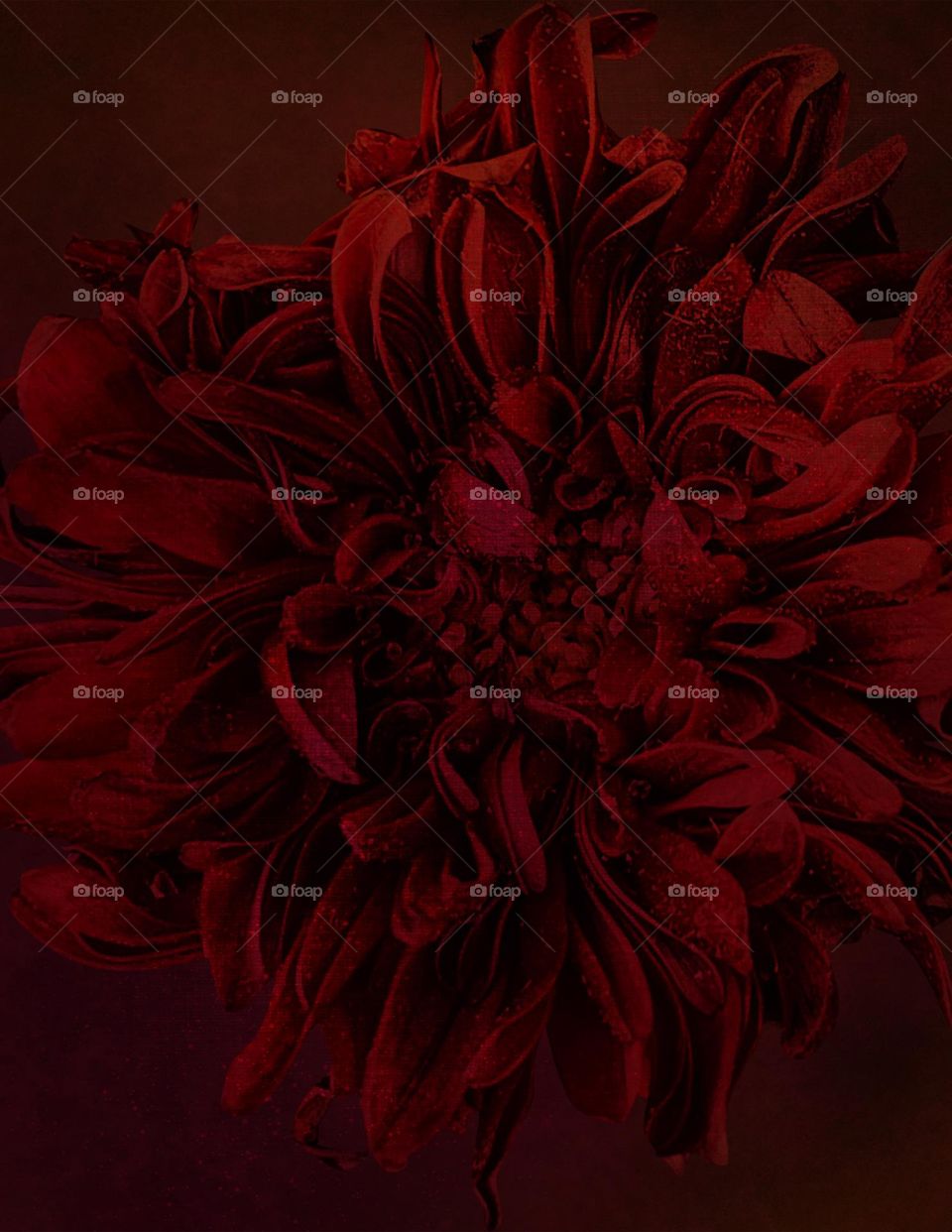 Red Flower Texture