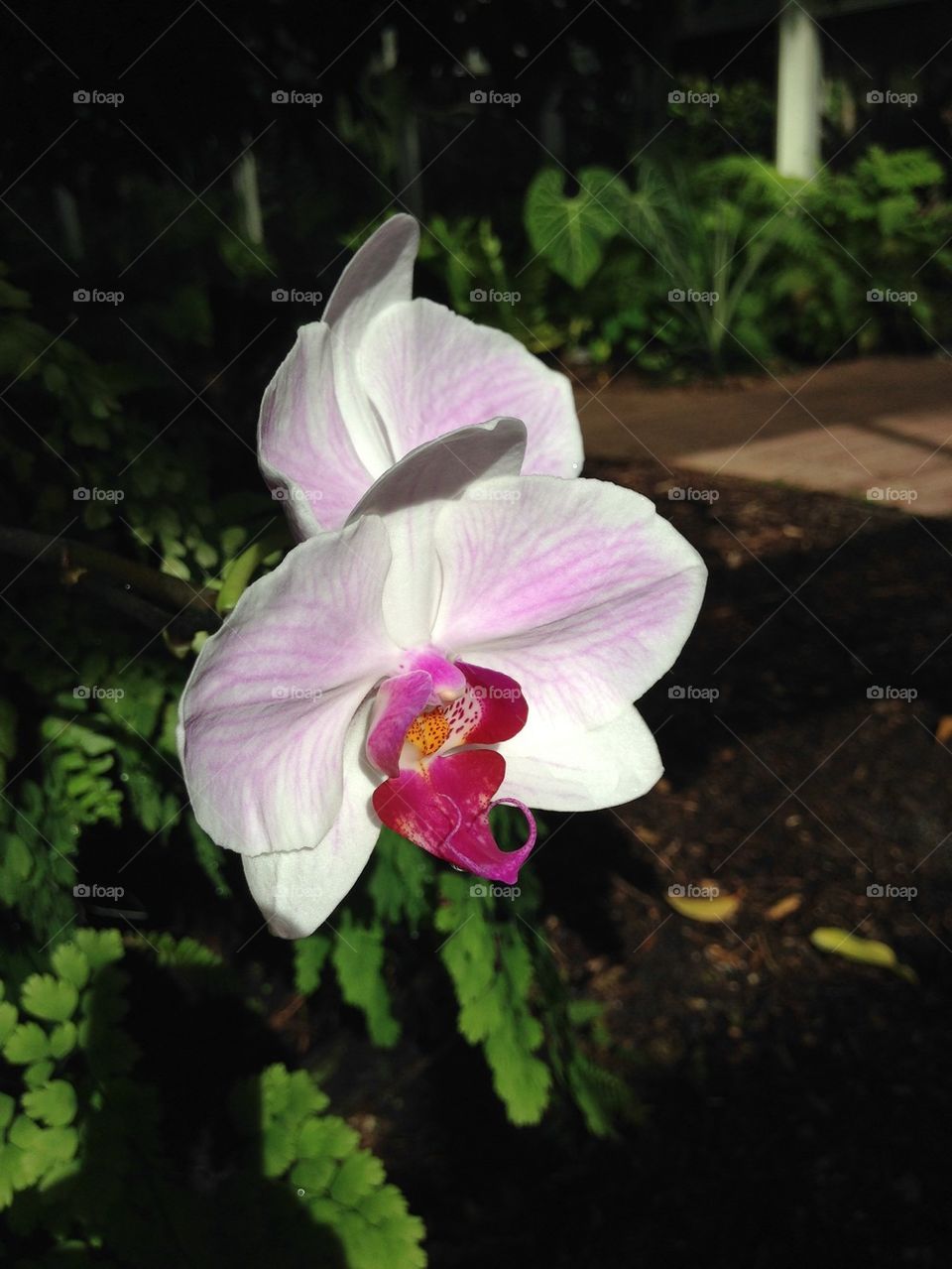 Close-up of orchid flower