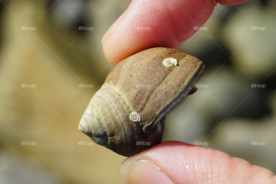 Snail shell with spirals