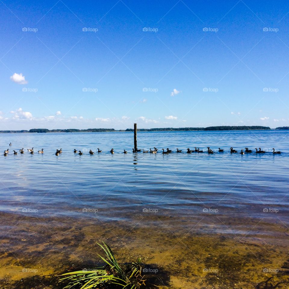 Row if geese swimming 