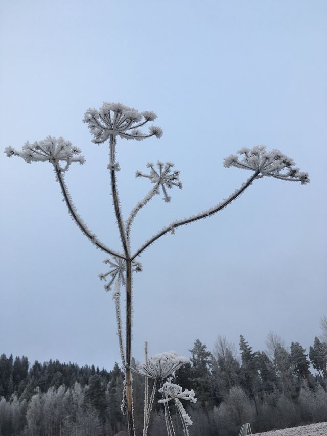 Frosty flower 1