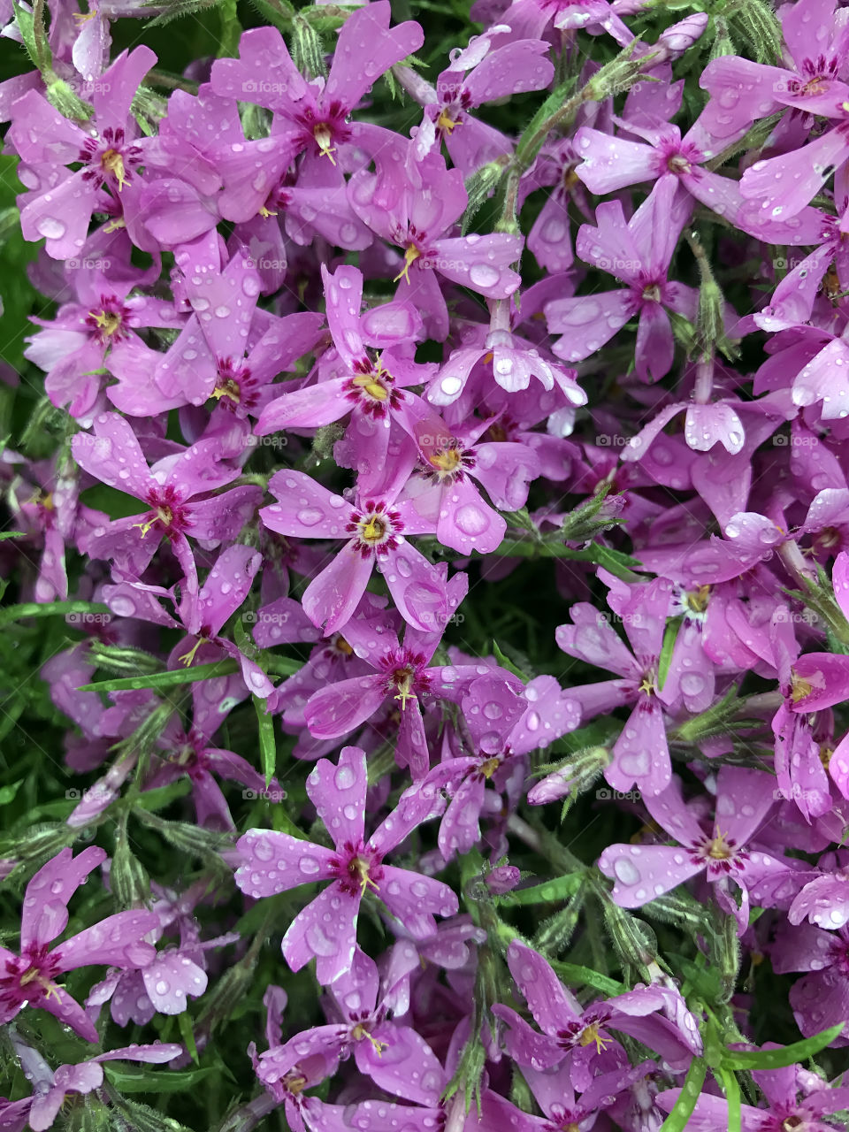 Purple flowers 