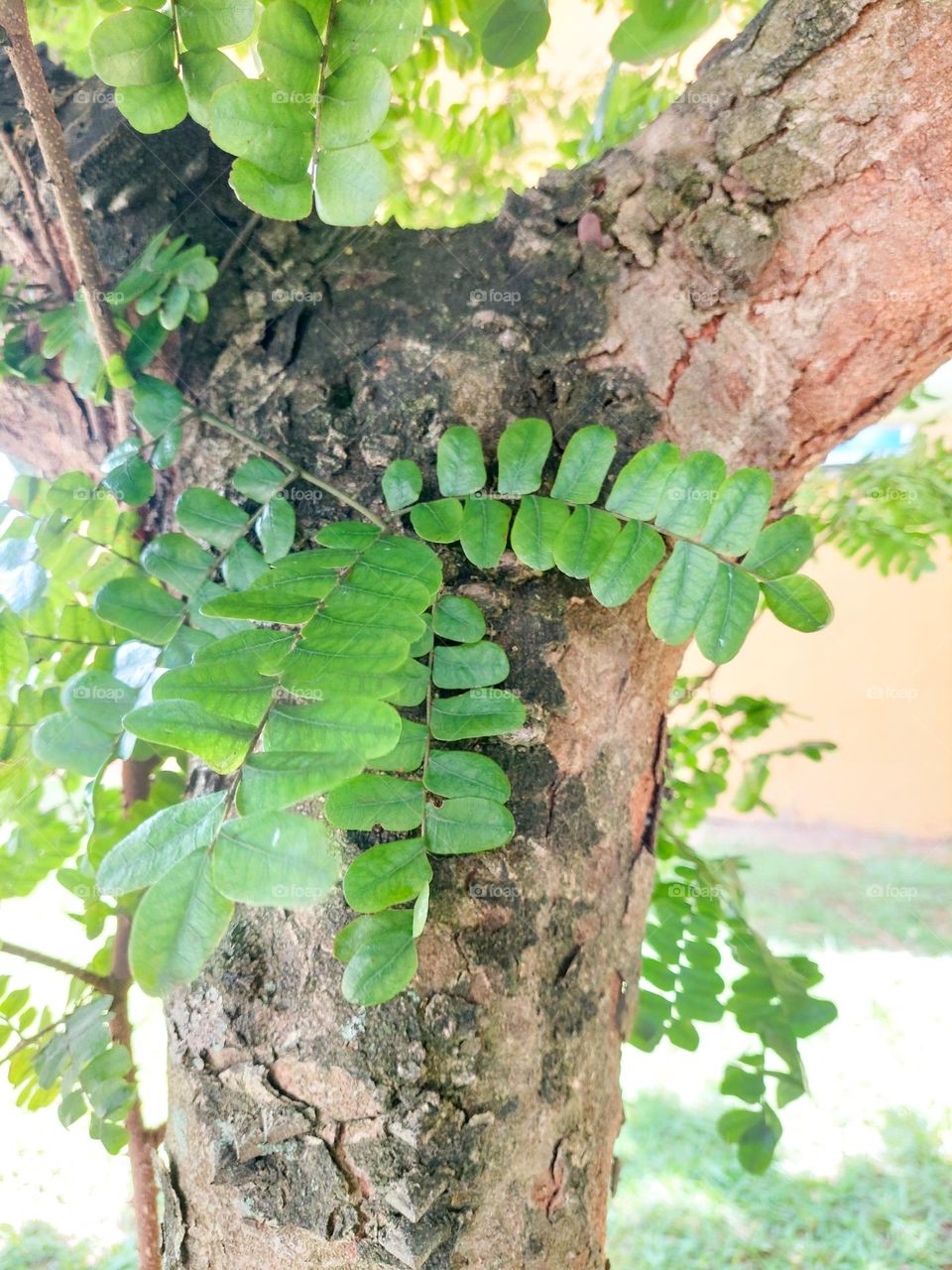 Folhas de pau-brasil