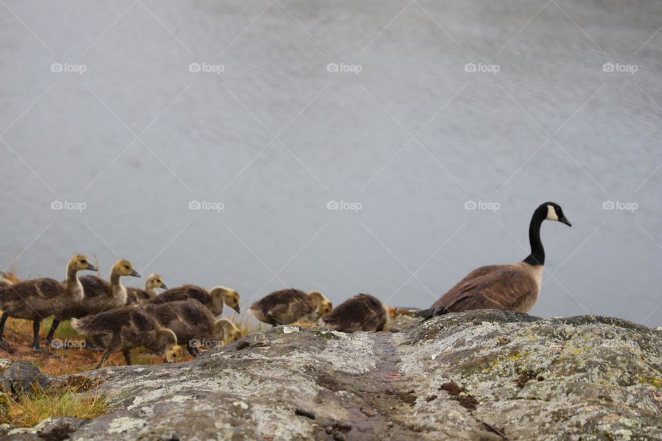 Goslings behind mother goose