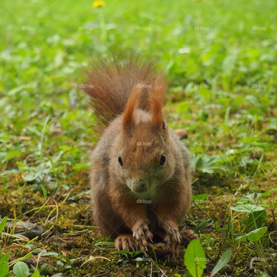 Squirrel 