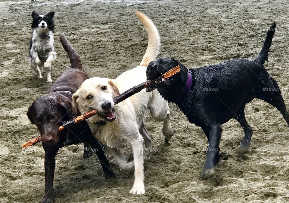 A chocolate lab, a yellow lab, and a black lab running with a stick