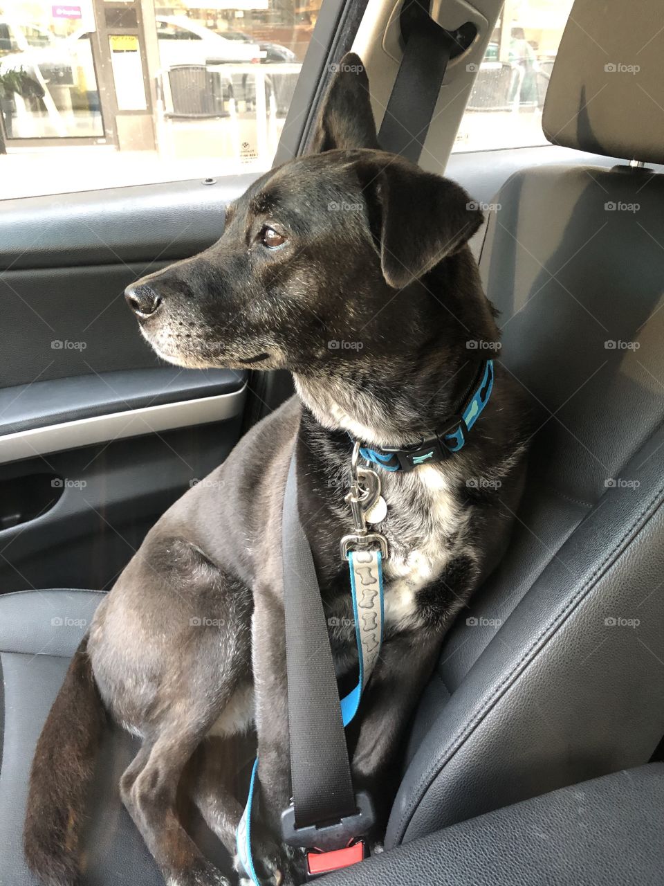 This black dog sitting in the front seat using the seatbelt. 