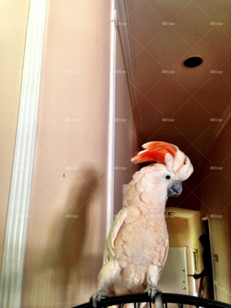 Cockatoo outside cage in a house