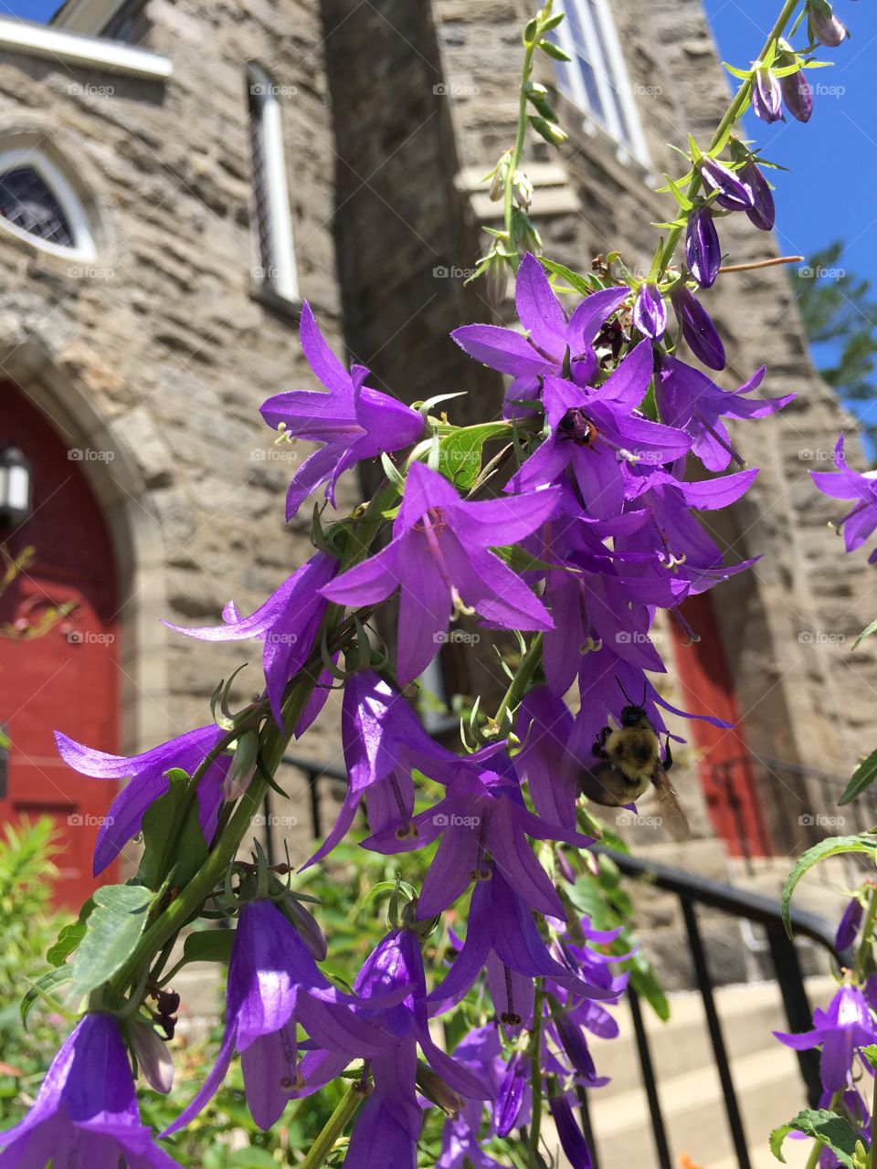 Purple with bumblebee