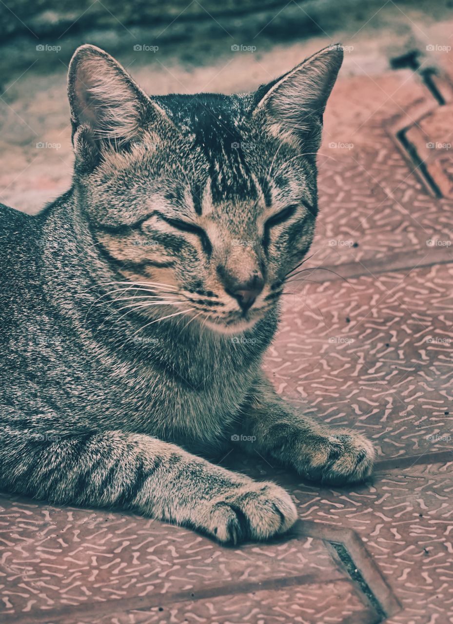 Domestic cat - sleeping