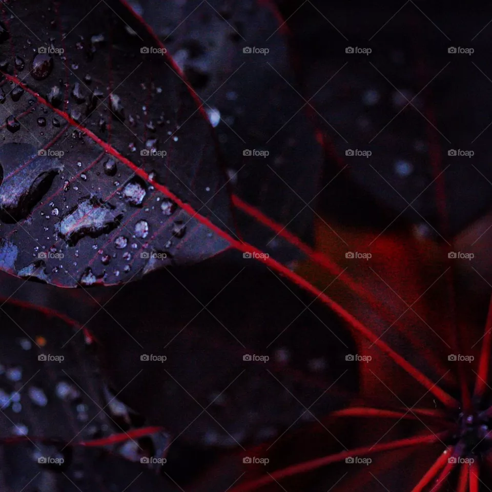rain