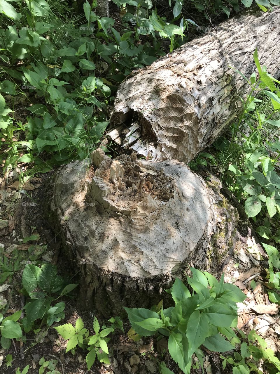 Large tree cut down by a beaver 