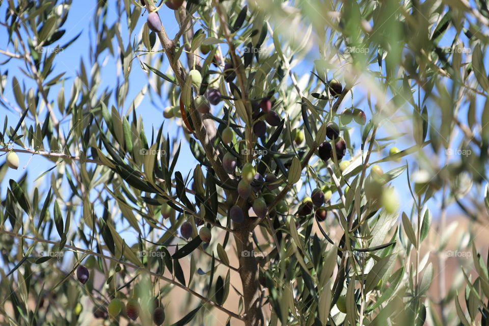 Olive tree