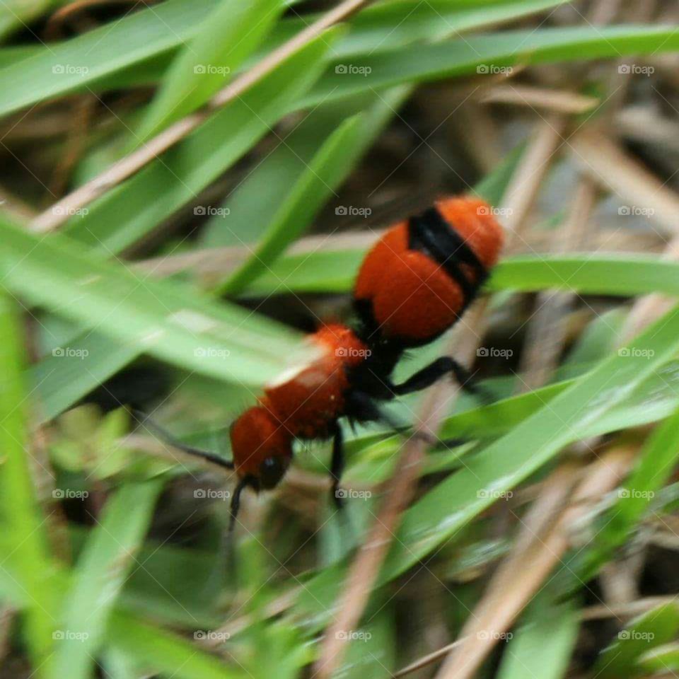 Very dangerous ants!