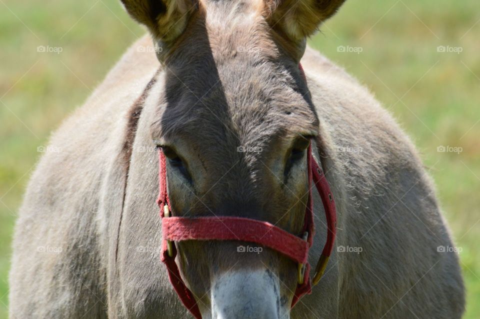 Fat Nubian donkey aka nativity donkey or Bethlehem donkey. 