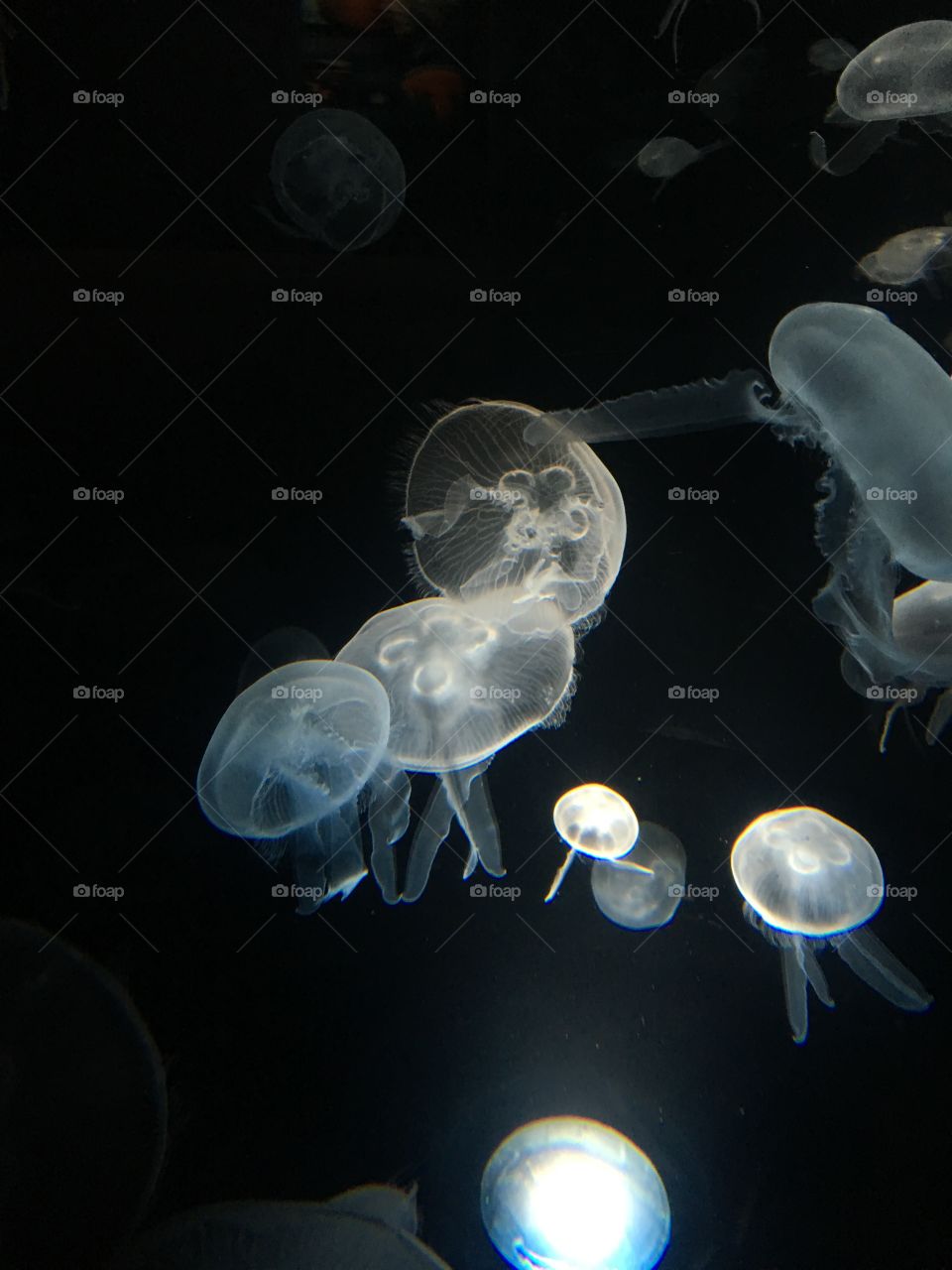 A little collection of jellyfish captured inside an exhibit in an Aquarium. Dark background contrasts with the light jellyfish. 
