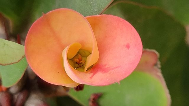 Radiant colorful eye-catching Indian Garden Flower