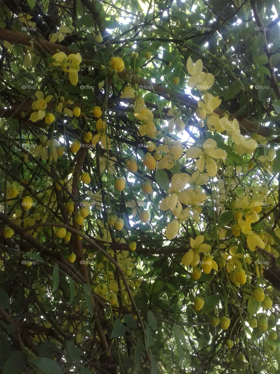 nature