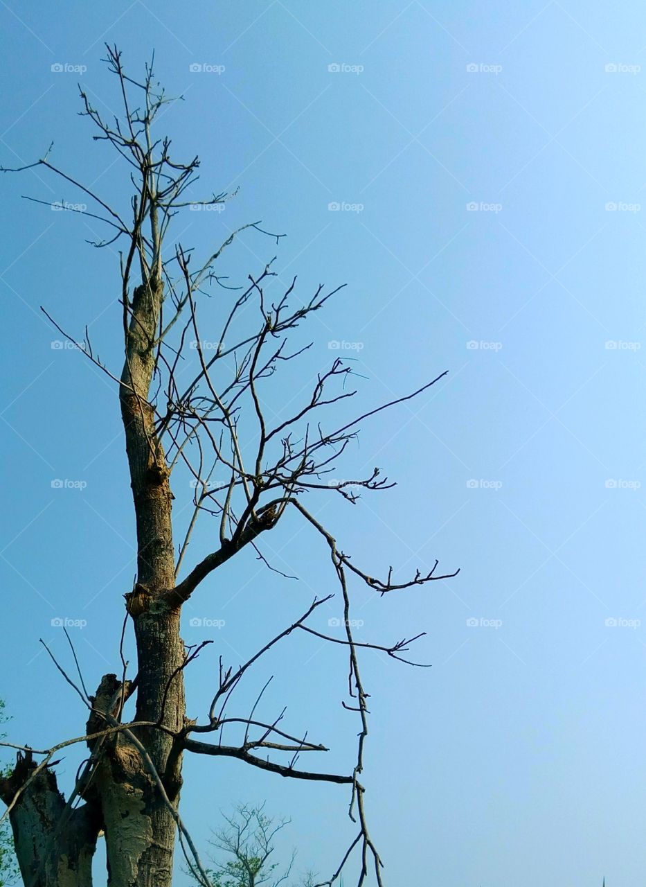 Stripes, branches,tree
