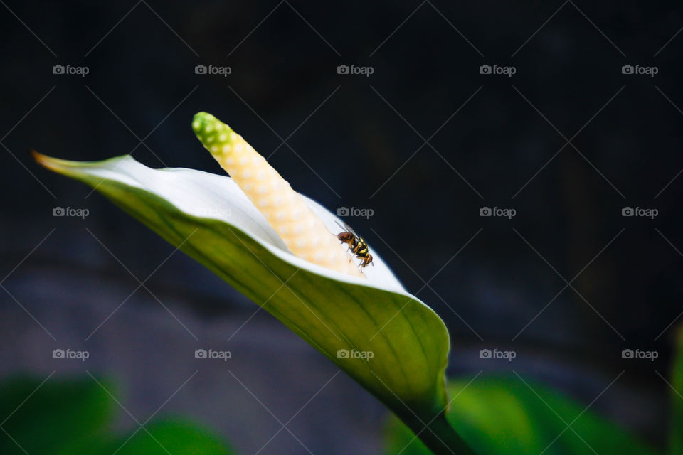 anthurium white flower or flamingo flower with dark background
