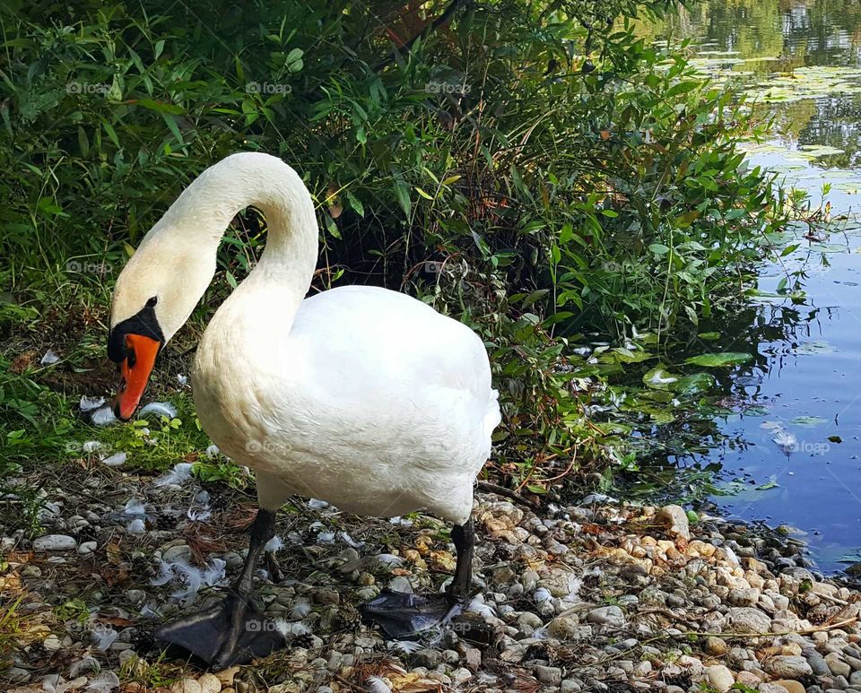 Swan leaving the Lake