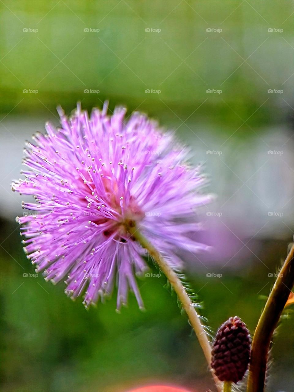 Close view of a Mimosa flower.