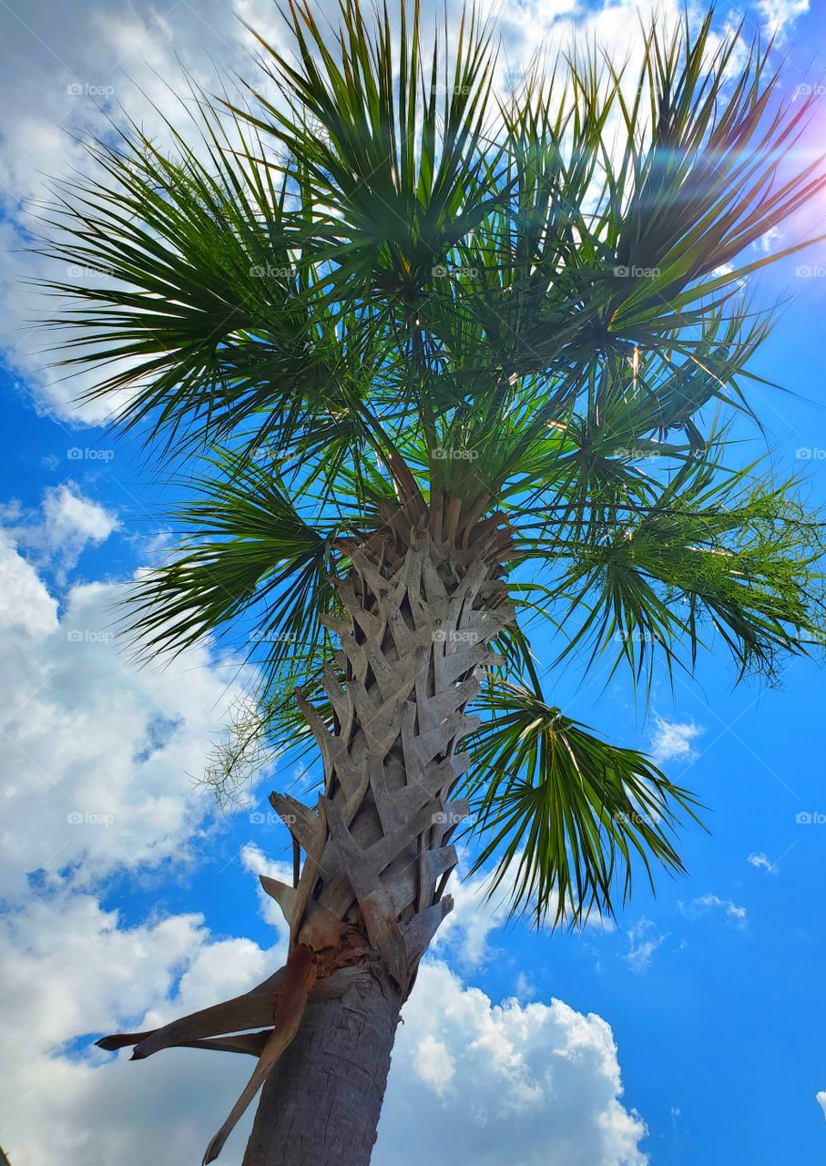 palm tree