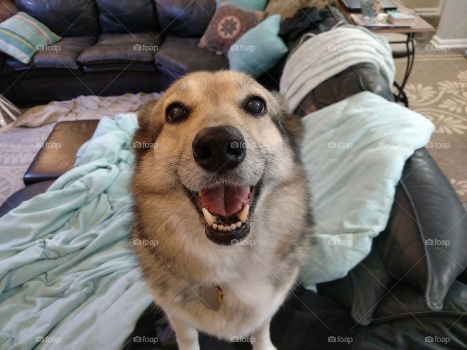 The happiest dog standing on the couch