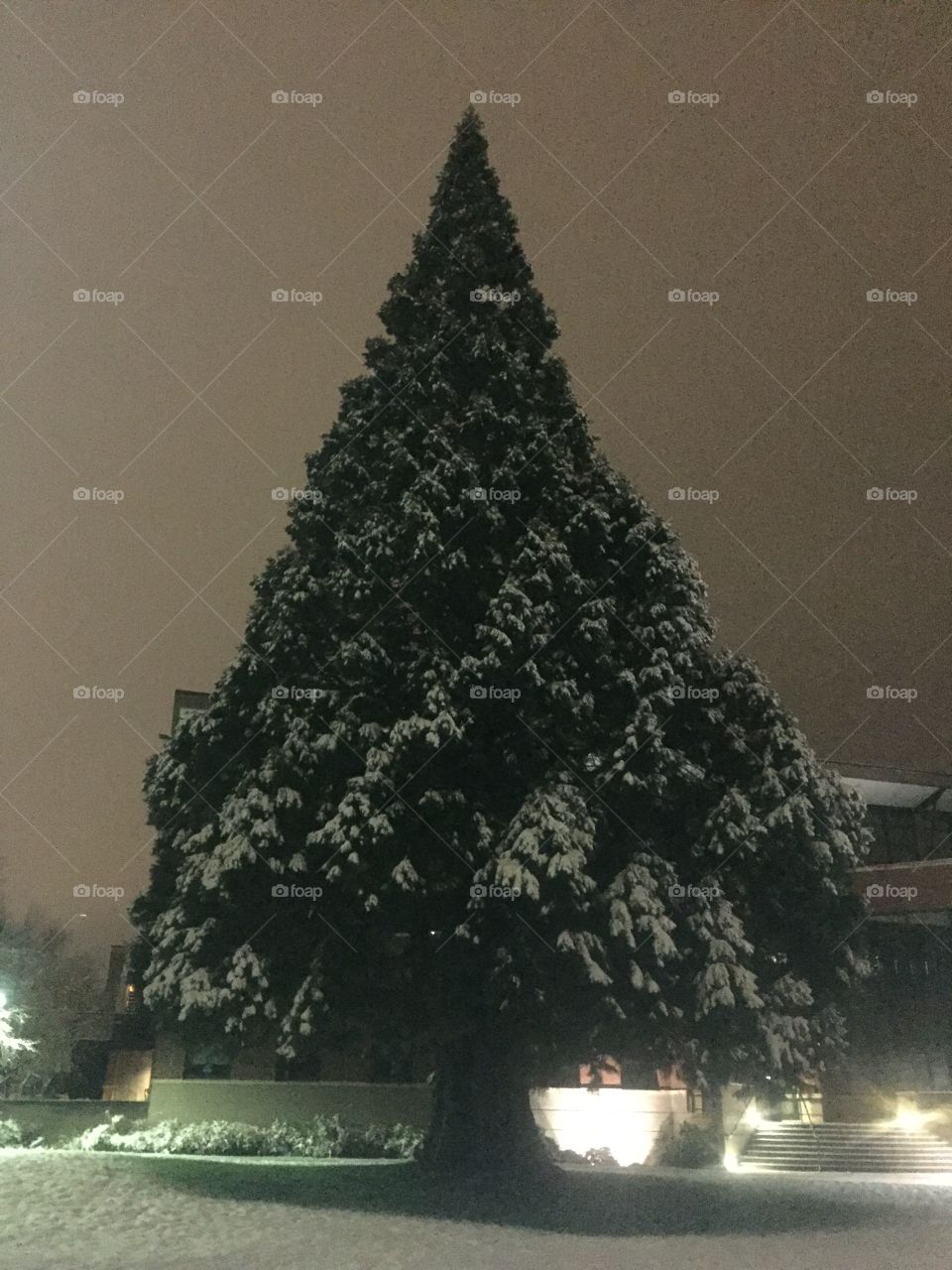 Giant snow covered tree