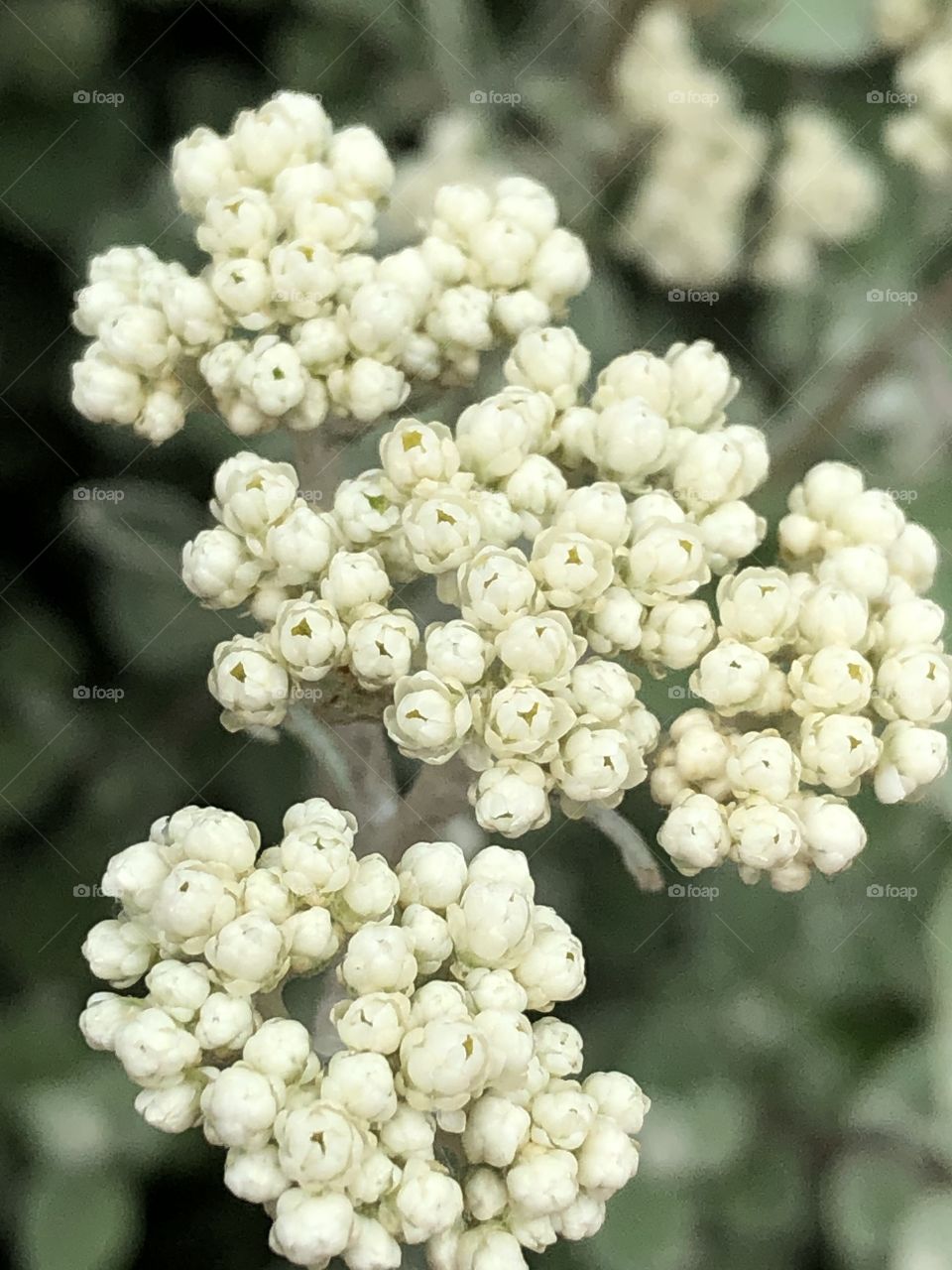 Little white flower buds. Up close they almost look like little roses. But each flower is no bigger than the head of a pin. These flowers creat beautiful white shrubs. 