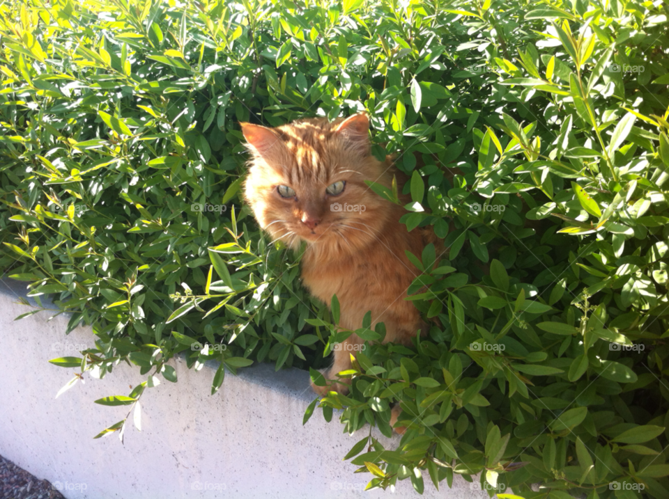 hide green cat animal by MagnusPm