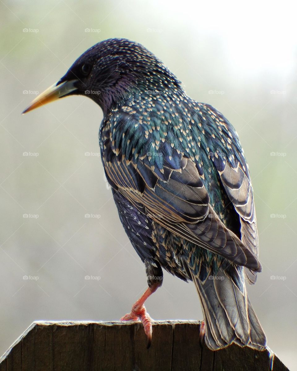 Beautiful feathered Starling perched on fence.