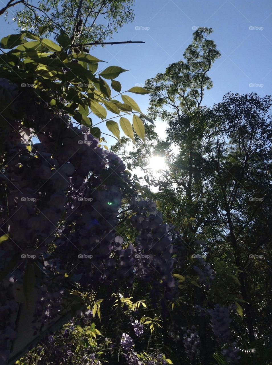 Sunlight through flowers