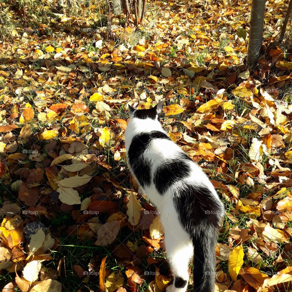 animal in the wild - cat in fallen leaves