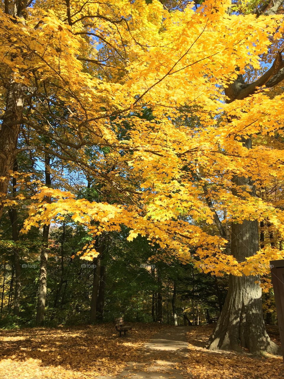 Local forest with beautiful fall color 