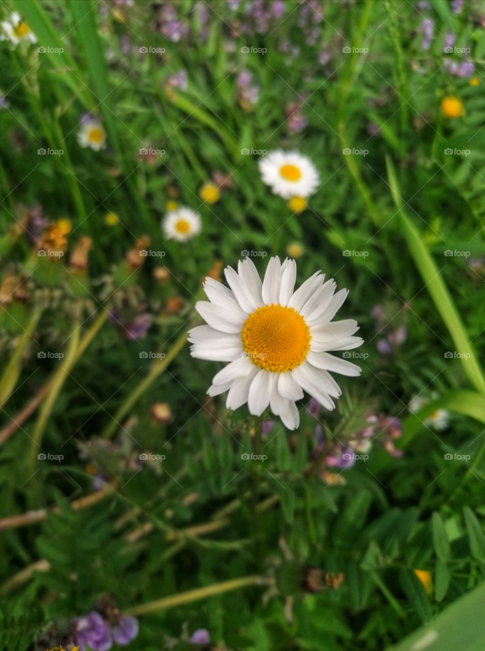 Lovely happy Daisies in the meadow in summer.