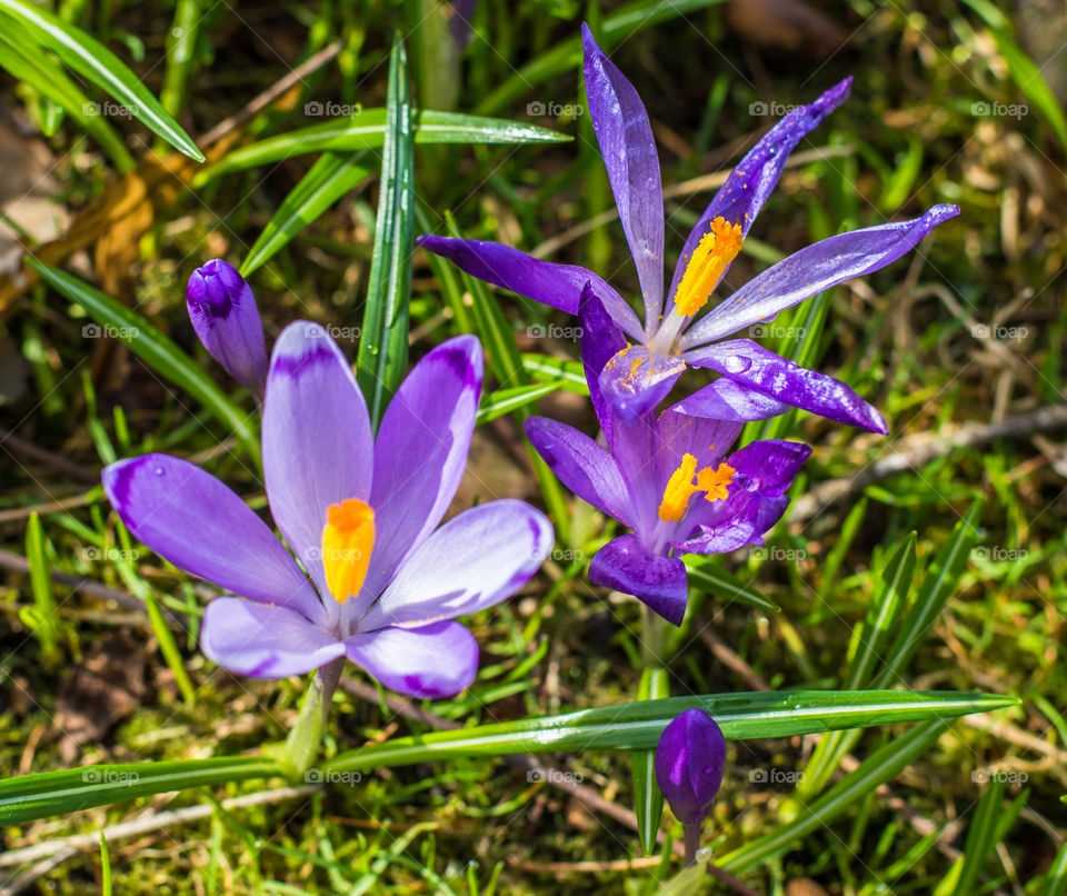 Spring flowers - crocuses