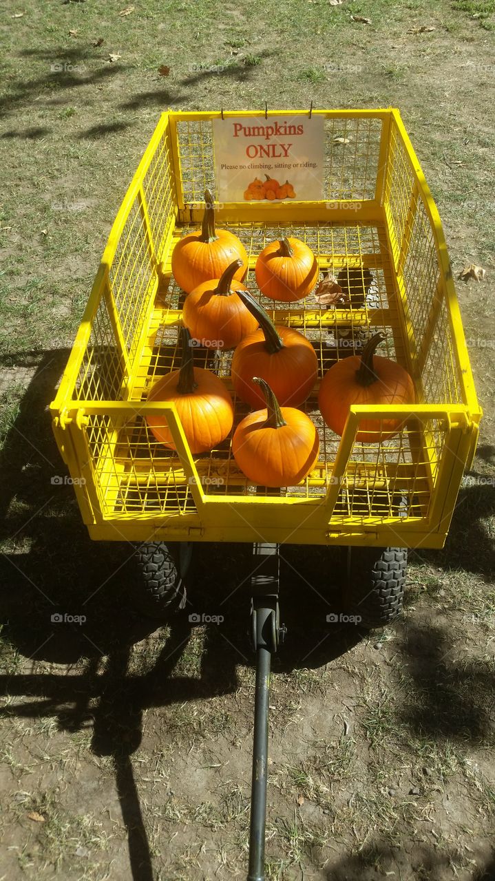 wagon full of pumpkins