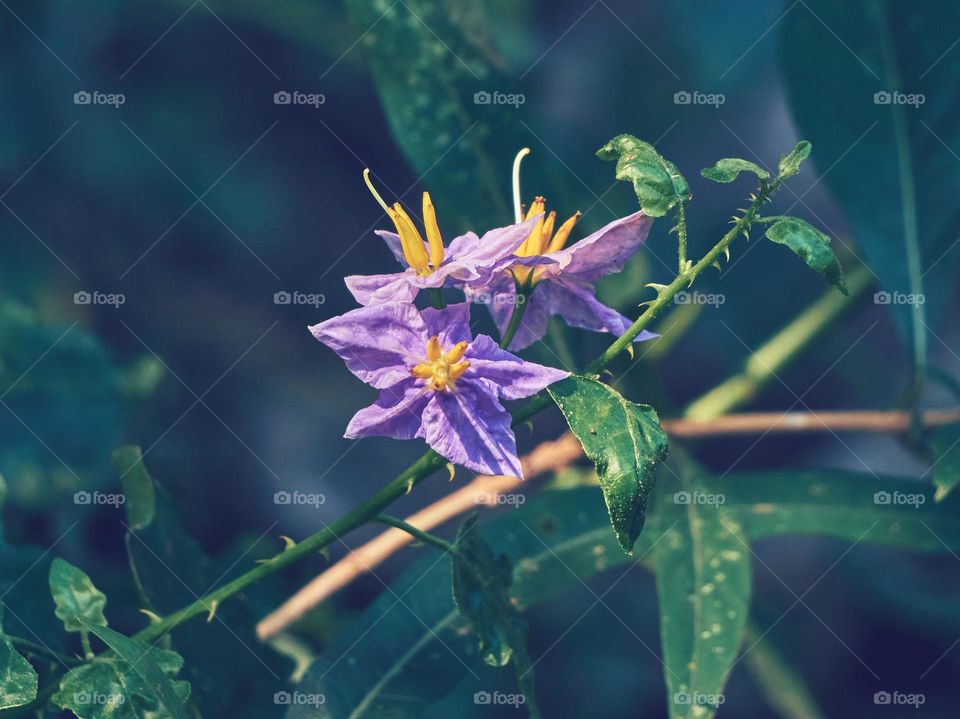 purple flower