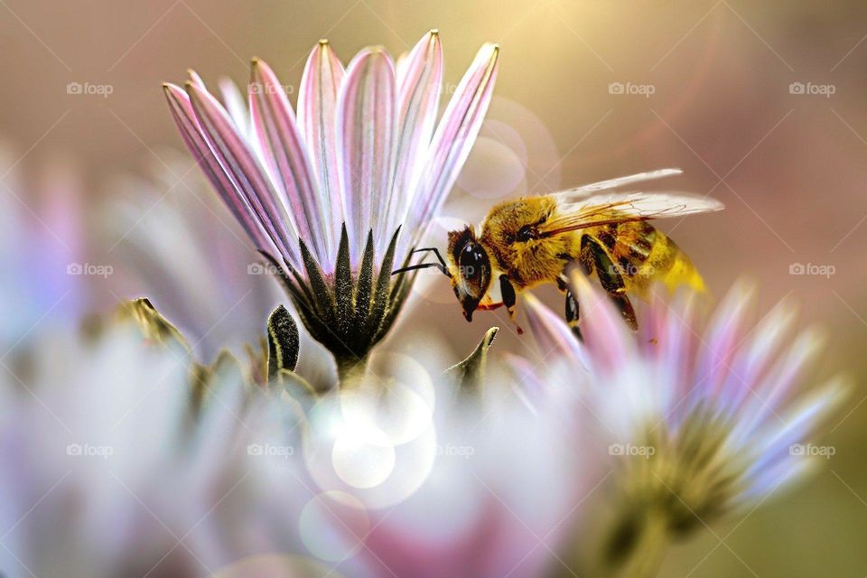 forest garden flower ant
