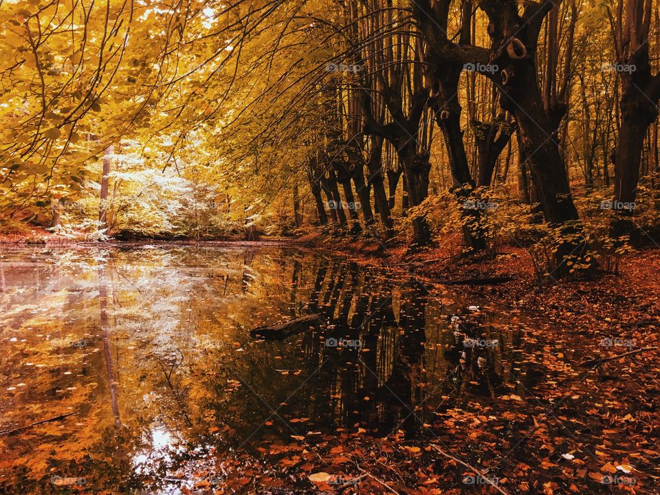 View of forest lake during autumn