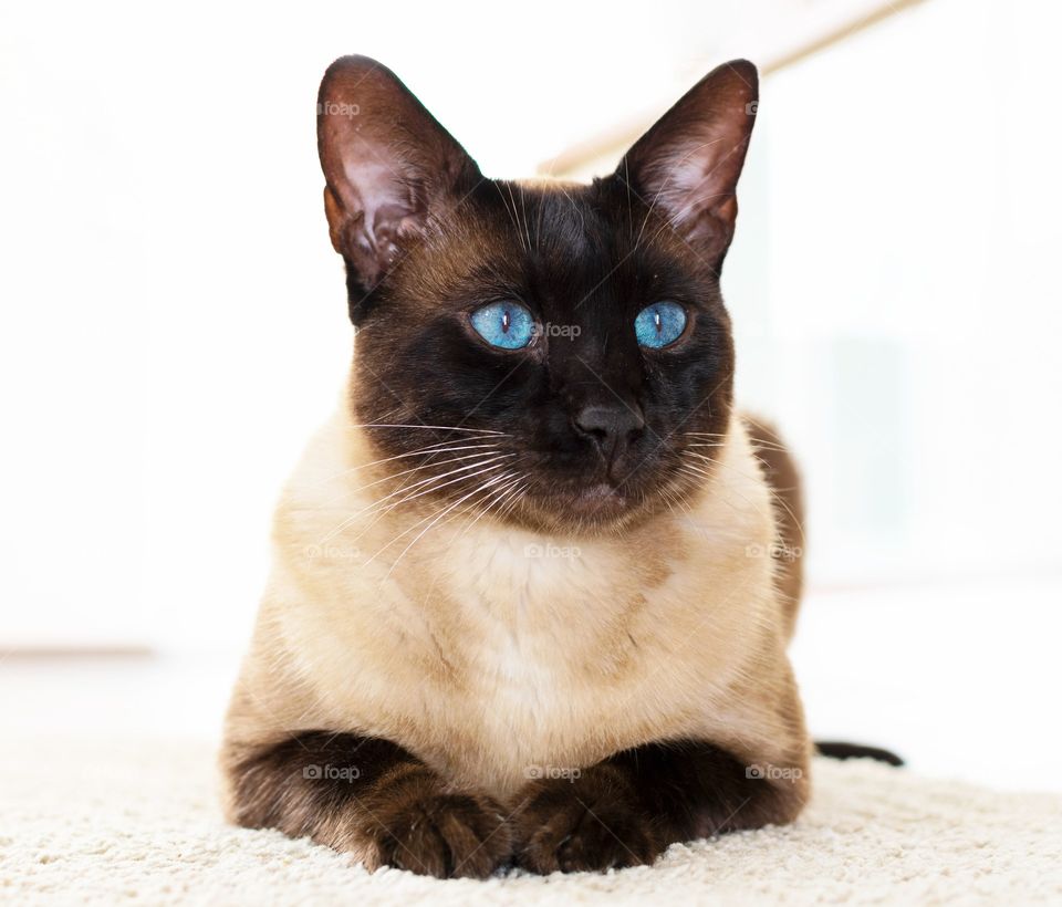 beautyful point cat with blue eyes