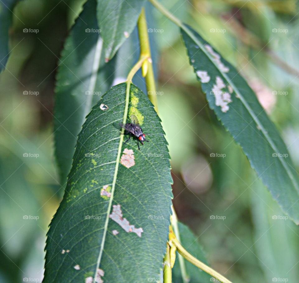 Insect on plants