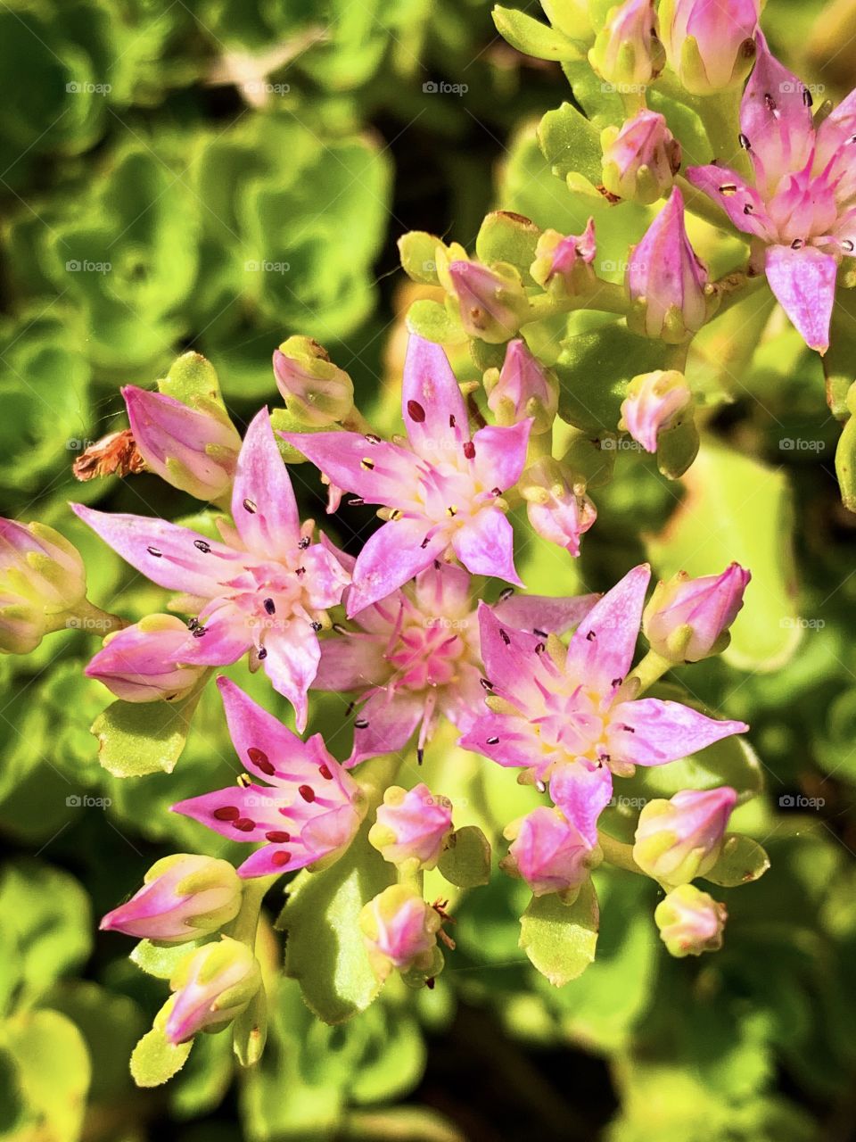 A lovely pink stonecrop flower blooms with tiny blossoms and pretty green foliage.