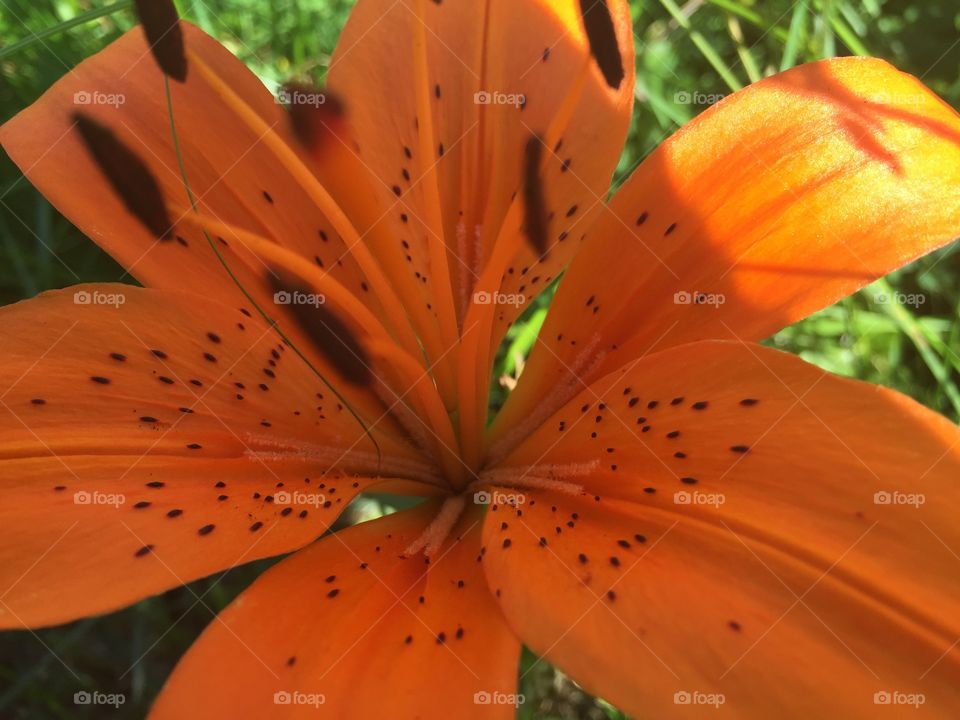 Orange Lily