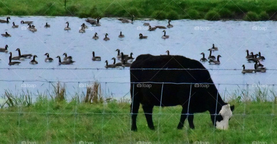 Cow and geese.