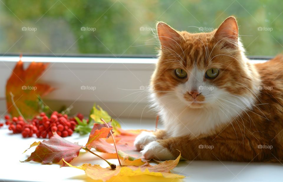 ginger cat pet and autumn leaves on a window first sign of autumn