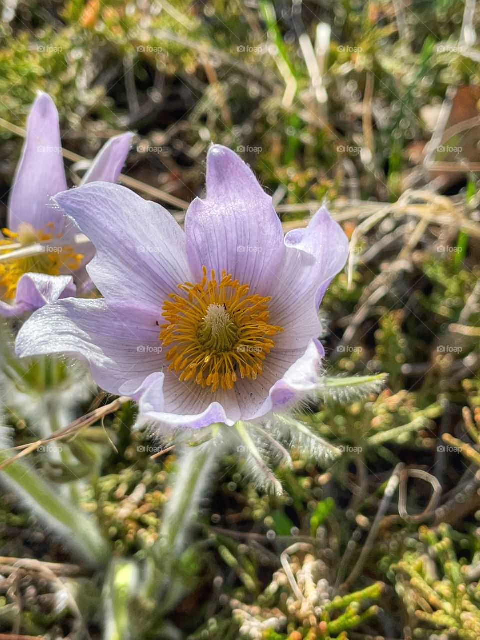 Prairie crocus